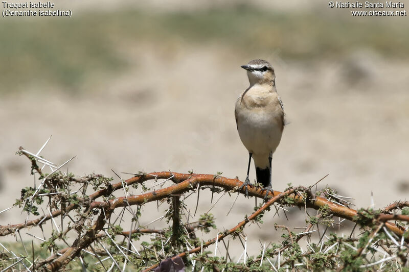 Traquet isabelleadulte, identification, habitat