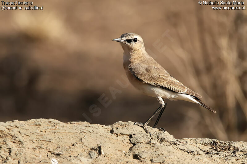 Traquet isabelleadulte, identification