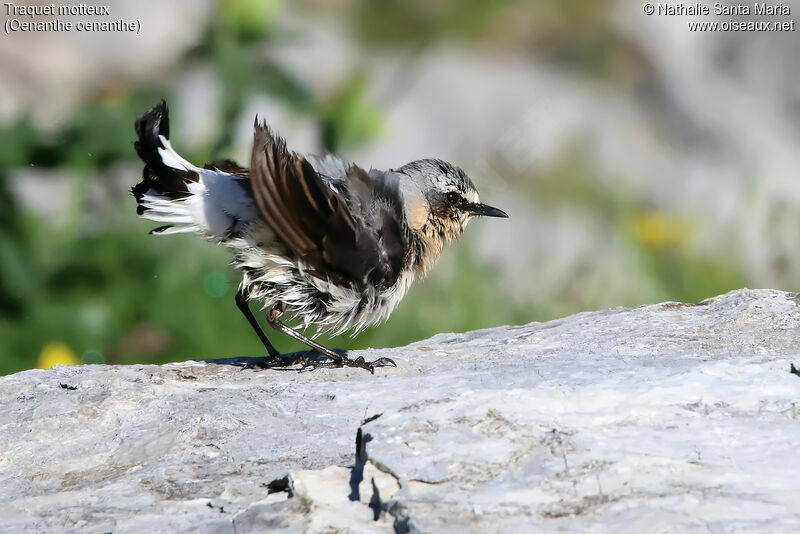 Northern Wheatear male adult breeding, care