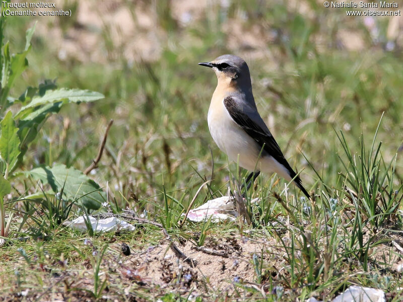 Traquet motteux mâle adulte, identification, habitat, marche, Comportement