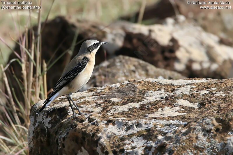 Traquet motteux mâle adulte, identification, habitat