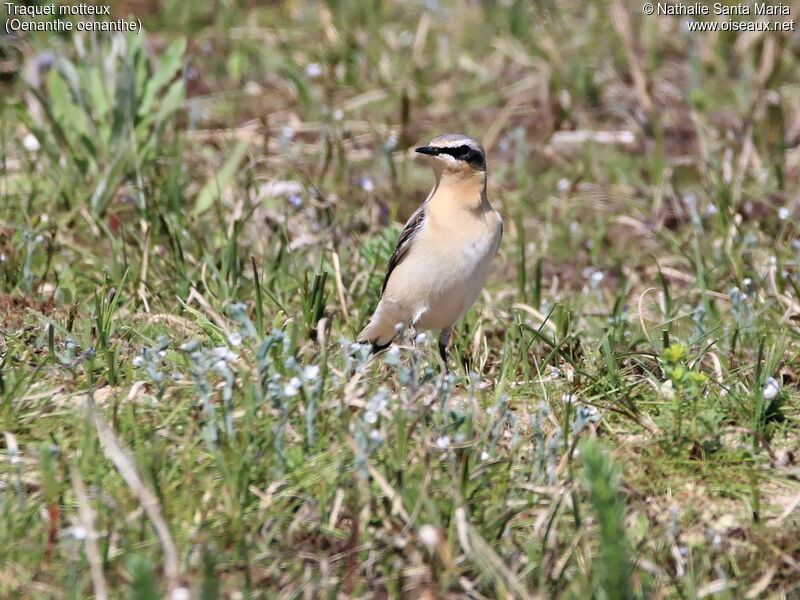 Traquet motteux mâle adulte, identification, habitat, Comportement