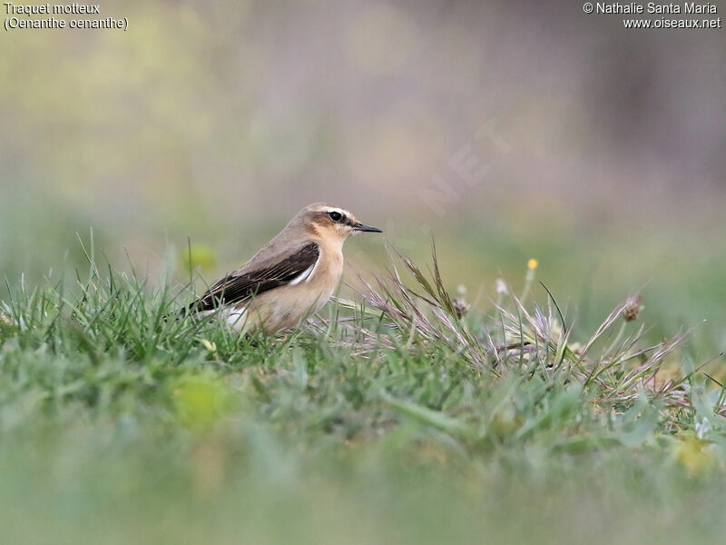 Traquet motteux femelle adulte, identification, habitat, Comportement