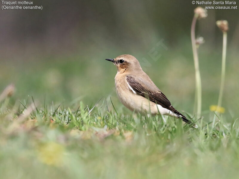 Traquet motteux femelle adulte, identification, habitat, Comportement