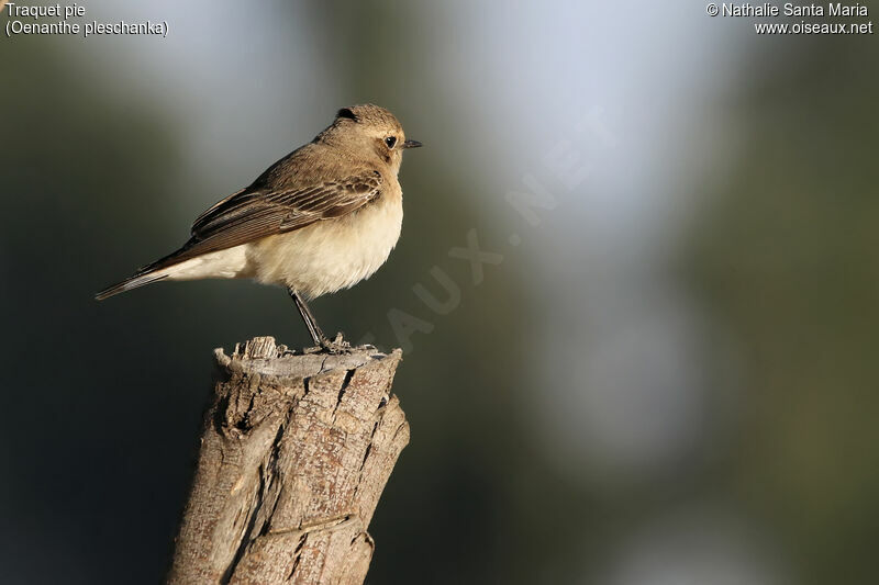 Pied Wheatear female adult, identification