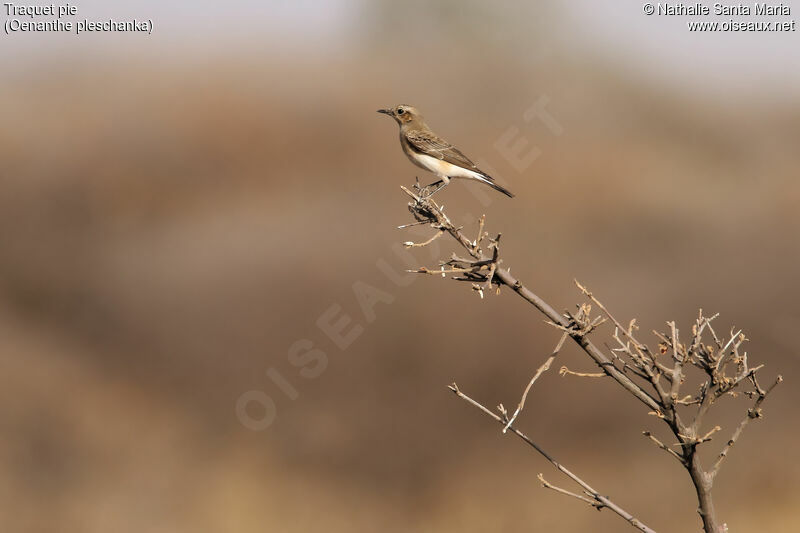 Pied Wheatear female adult, identification, habitat