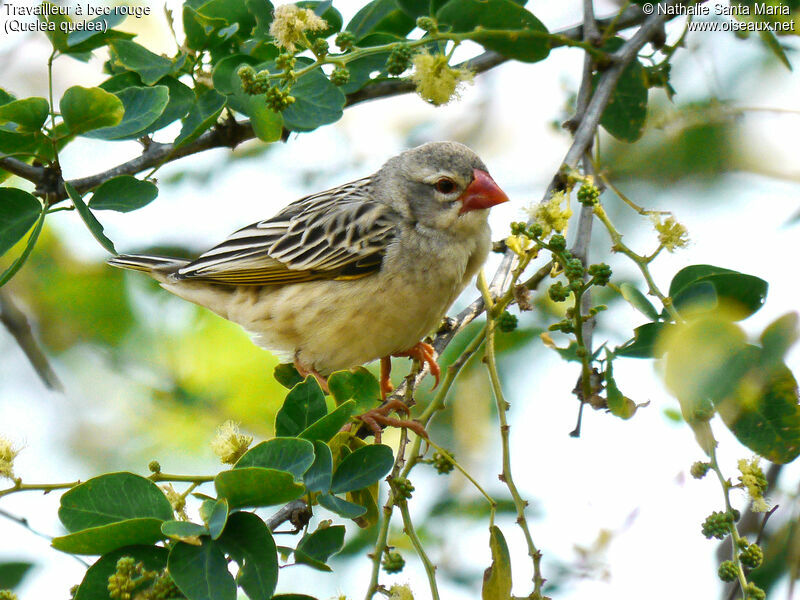 Travailleur à bec rougeadulte internuptial, identification, Comportement