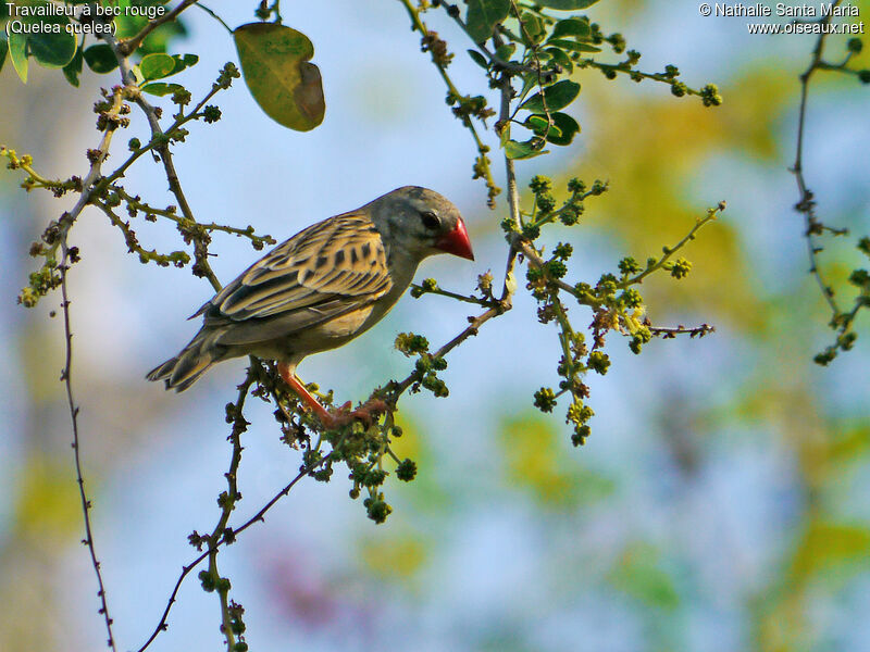 Red-billed Queleaadult post breeding, identification, Behaviour