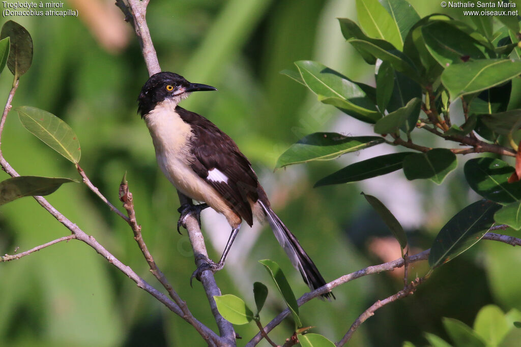 Troglodyte à miroir