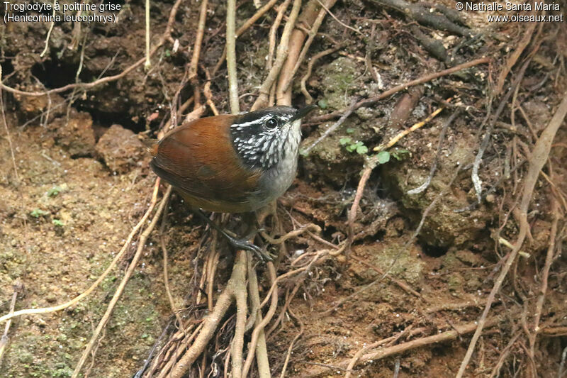 Troglodyte à poitrine griseadulte, identification, pêche/chasse