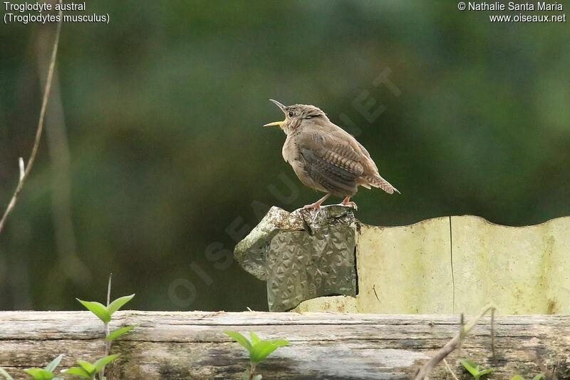 Troglodyte austral mâle adulte, identification, chant