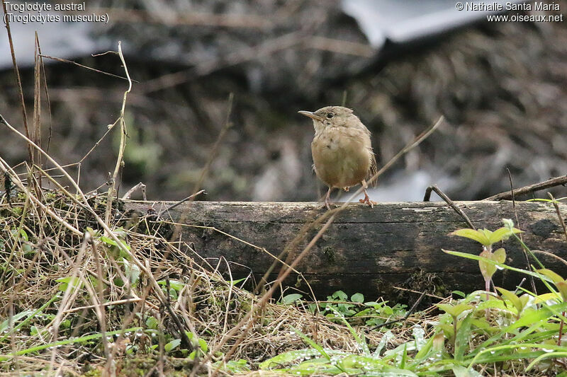 Troglodyte australadulte, identification