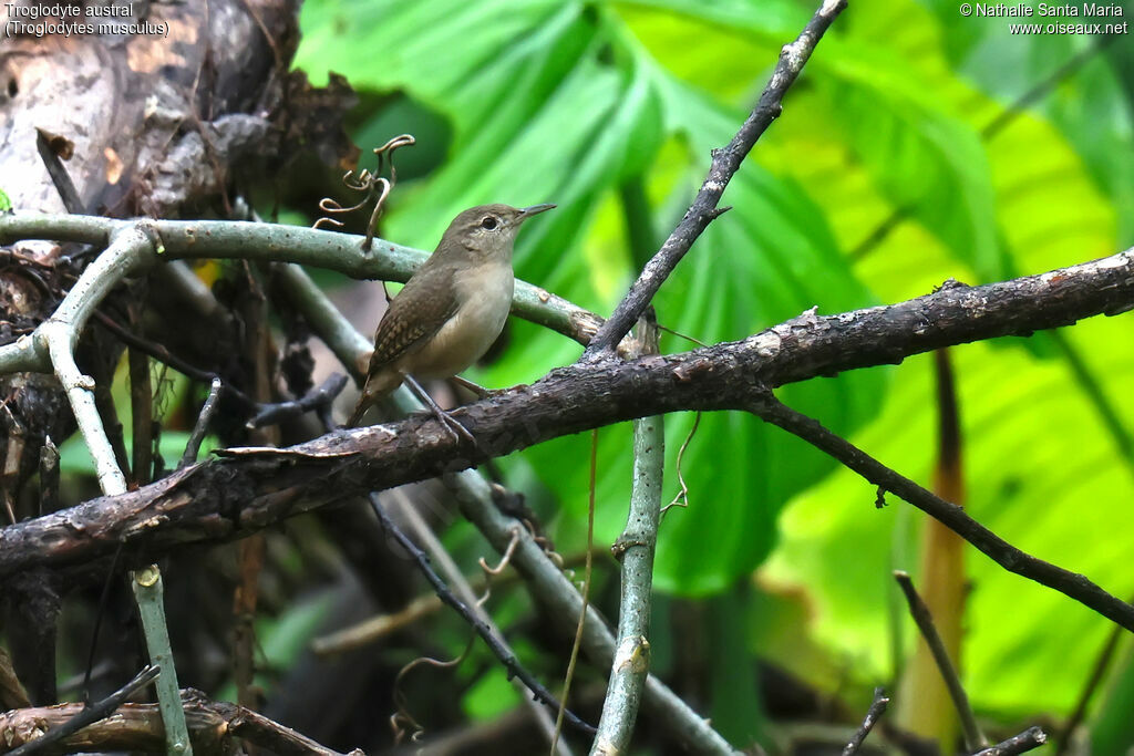 Troglodyte australadulte, identification