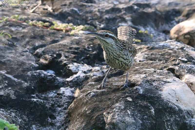 Troglodyte du Yucatanadulte, identification