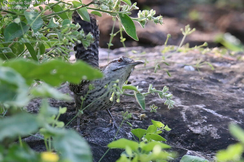 Yucatan Wrenadult, identification, fishing/hunting