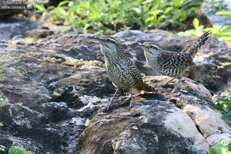 Troglodyte du Yucatanadulte