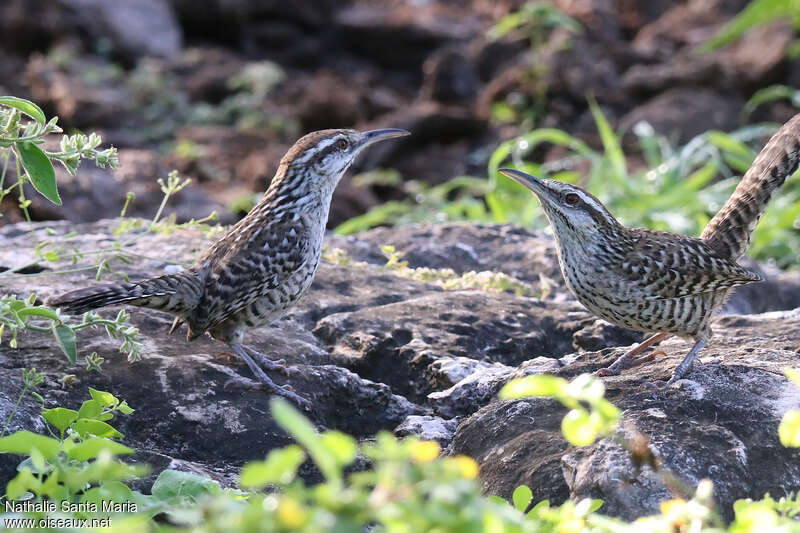 Troglodyte du Yucatanadulte