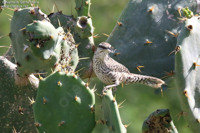 Troglodyte du Yucatanadulte, identification