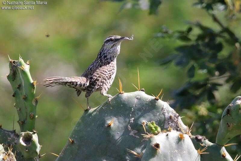 Yucatan Wrenadult, identification