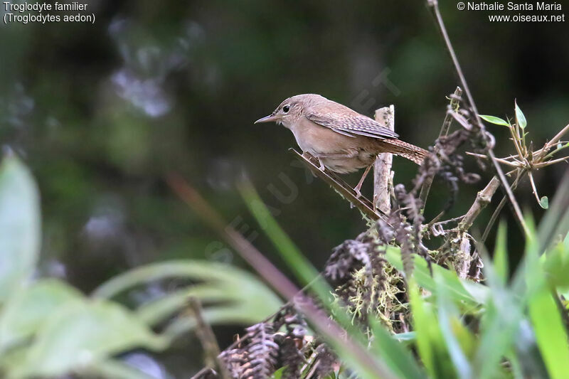 Troglodyte familieradulte, identification