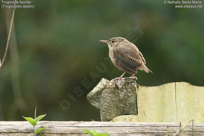 House Wren male adult, identification