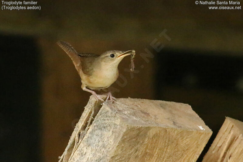 House Wrenadult, identification, feeding habits, Reproduction-nesting