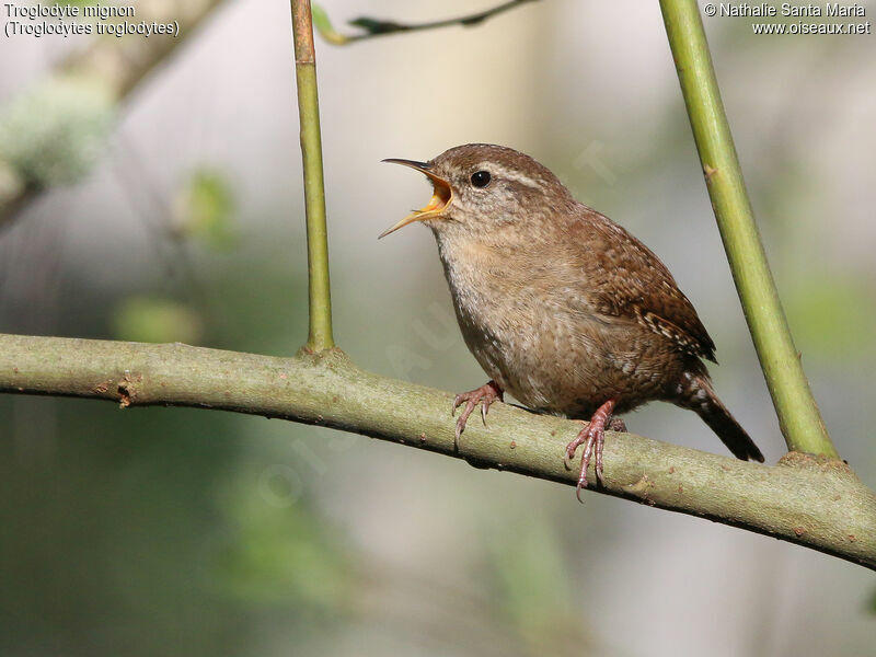 Troglodyte mignon mâle adulte, identification, chant