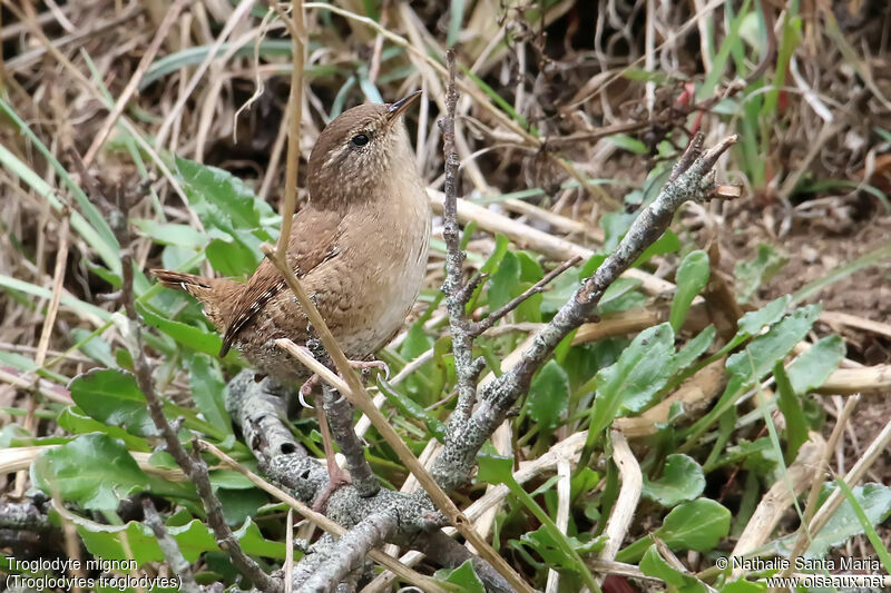 Eurasian Wrenadult, identification