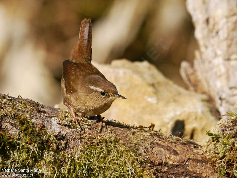 Eurasian Wrenadult, identification