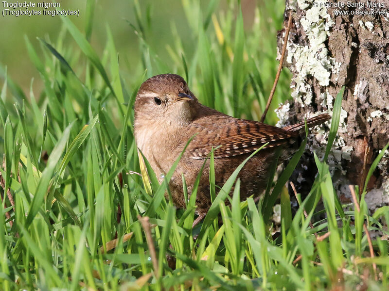 Troglodyte mignonadulte, identification, habitat, Comportement