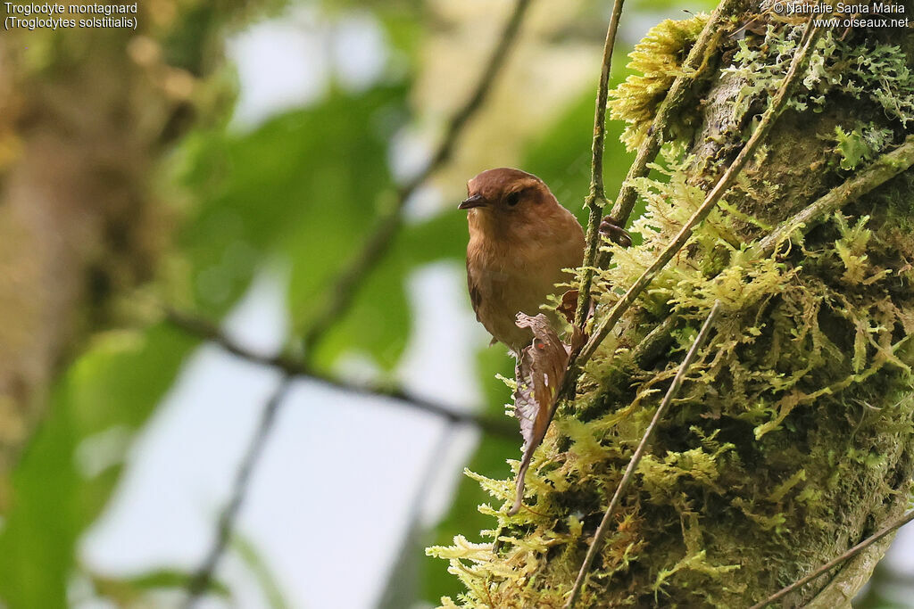 Mountain Wren