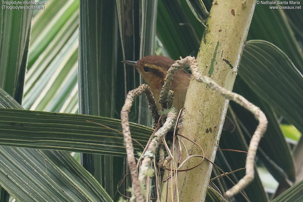 Mountain Wren