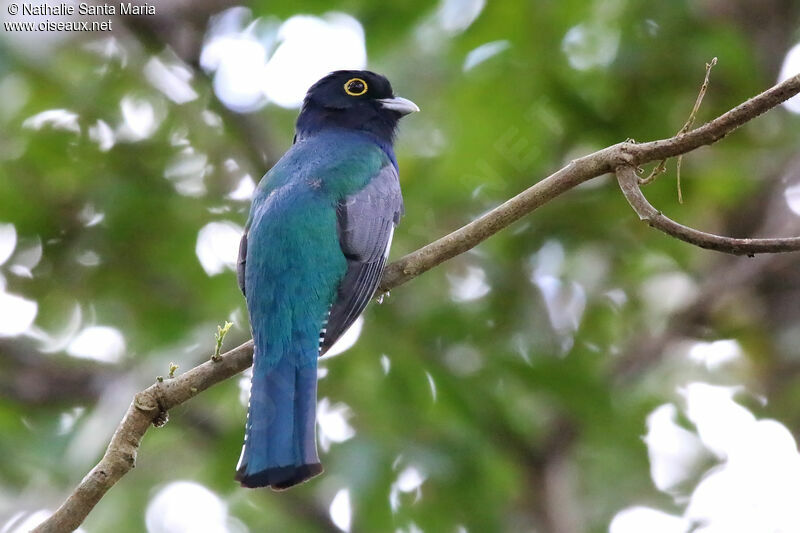 Gartered Trogon male adult, identification