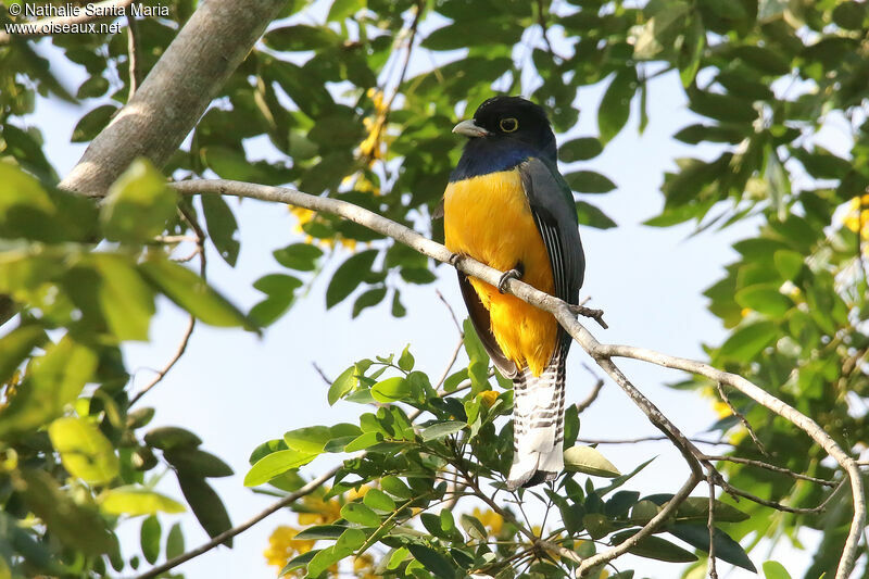 Gartered Trogon male adult