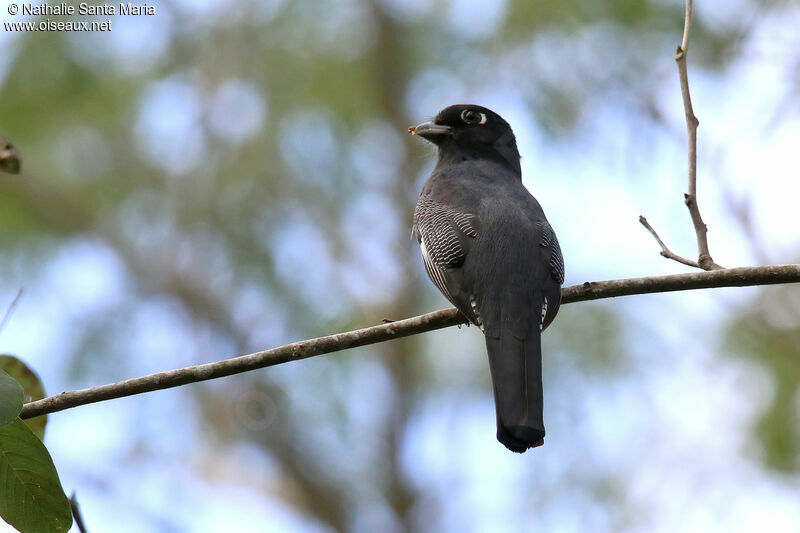 Gartered Trogon female adult, identification