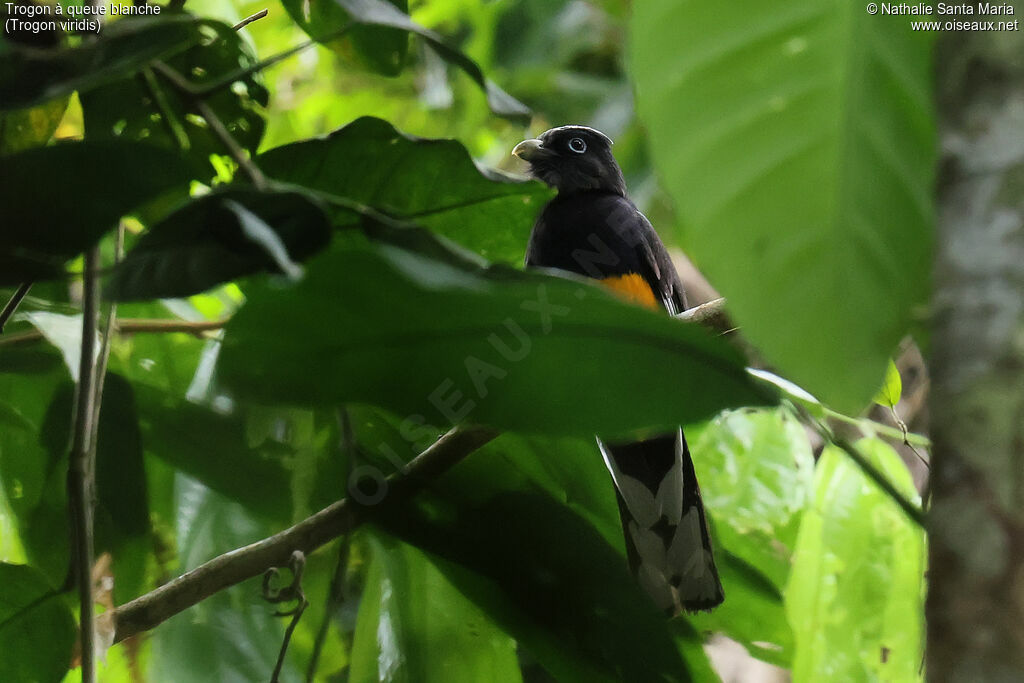Trogon à queue blanche mâle adulte, habitat