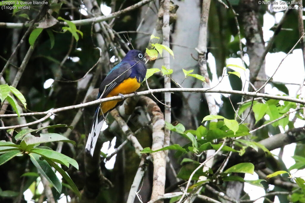 Trogon à queue blanche