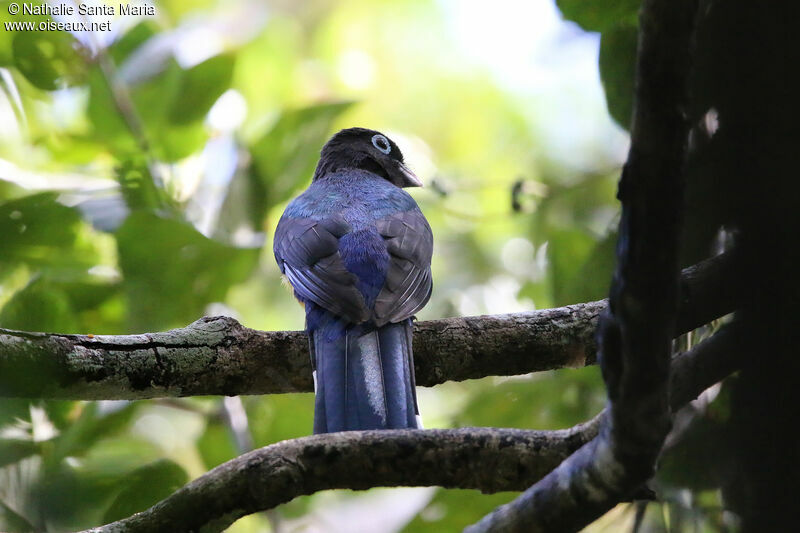 Trogon à tête noire mâle adulte, identification