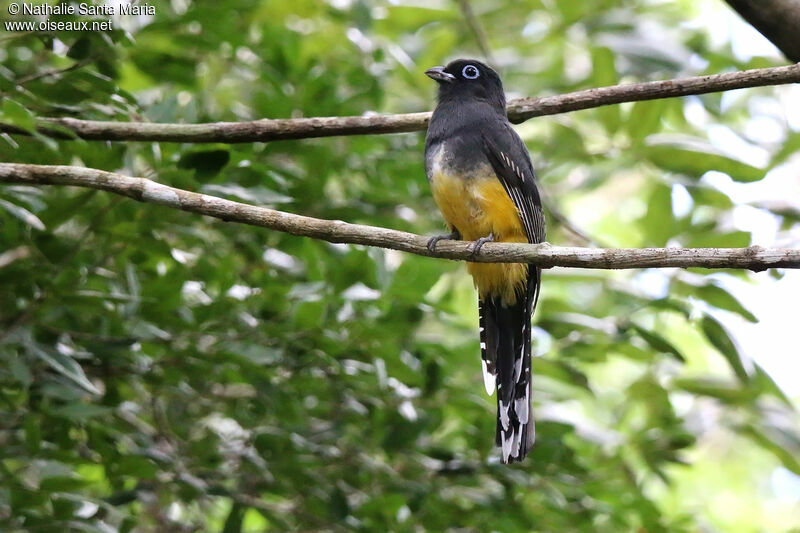 Trogon à tête noire femelle adulte