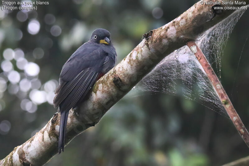 Choco Trogon female adult, identification