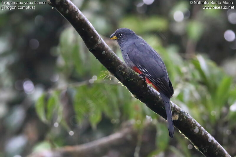 Trogon aux yeux blancs femelle adulte, identification