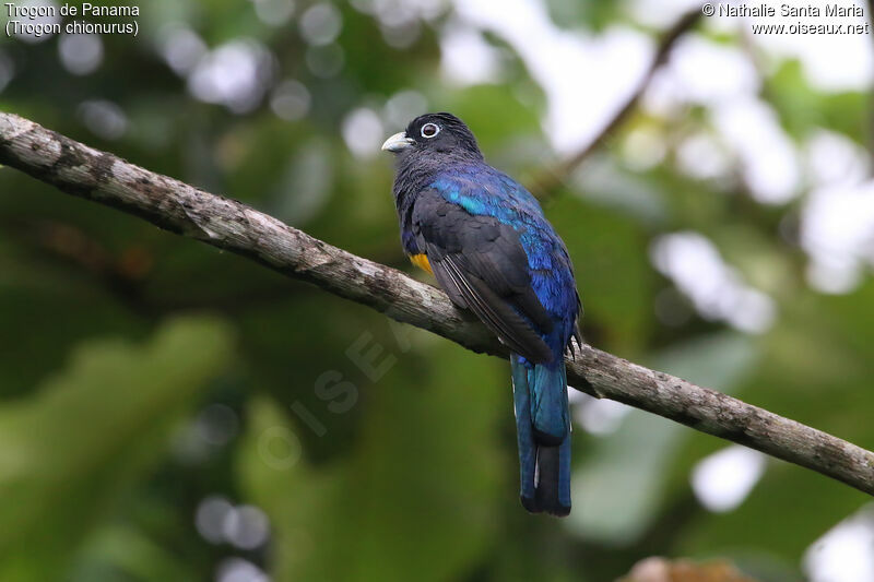 Trogon de Panama mâle adulte nuptial, identification