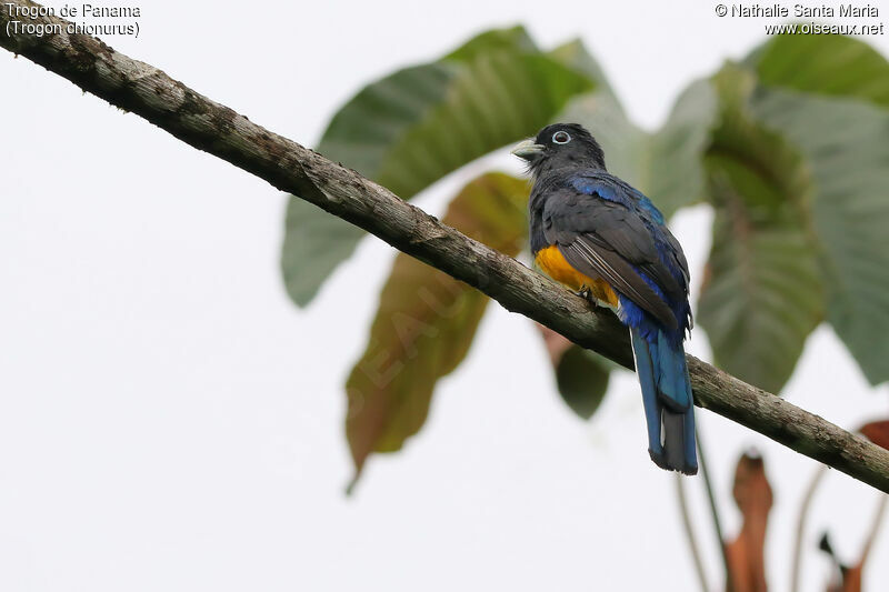 White-tailed Trogon male, identification