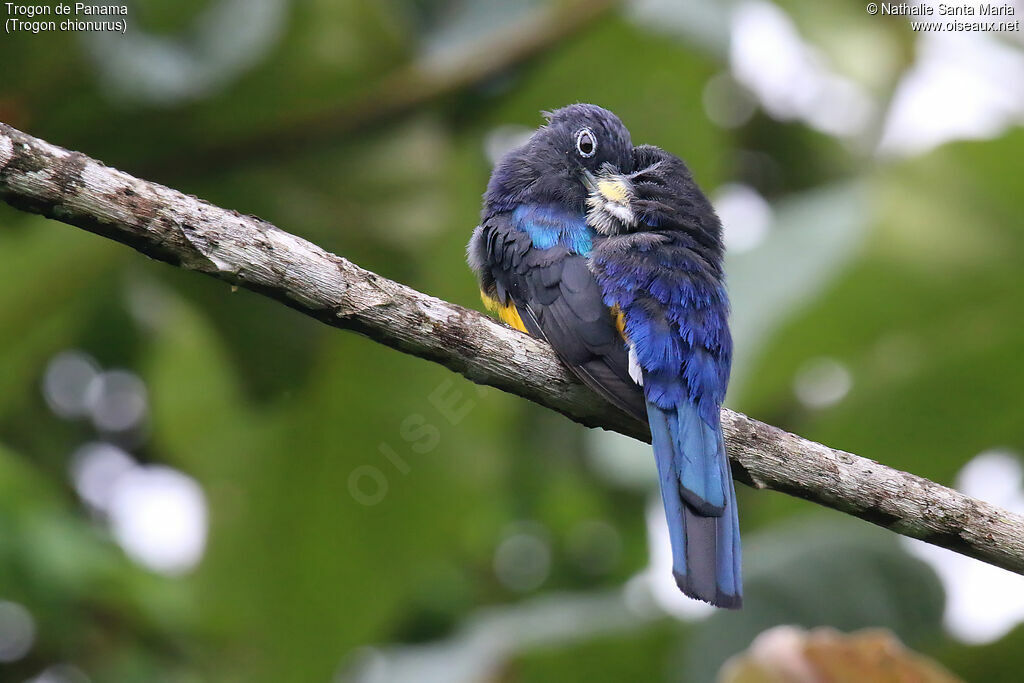Trogon de Sclater