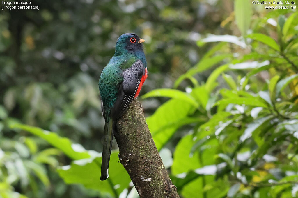 Trogon masqué