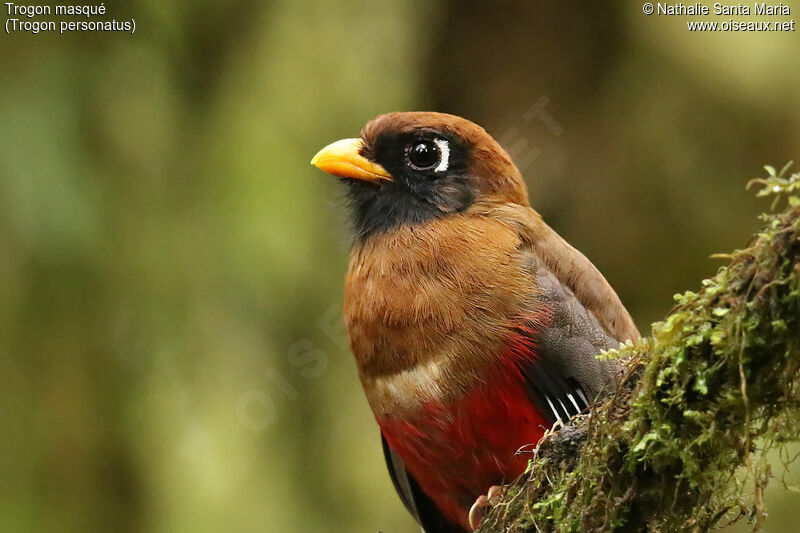 Trogon masqué femelle adulte, identification