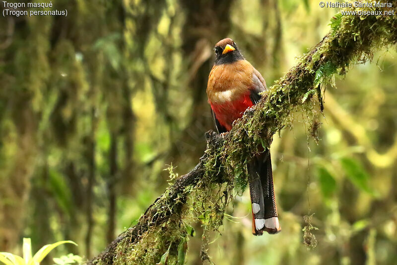 Trogon masqué femelle adulte, identification