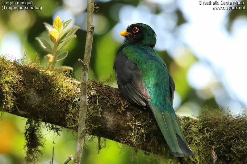 Trogon masqué mâle adulte, identification