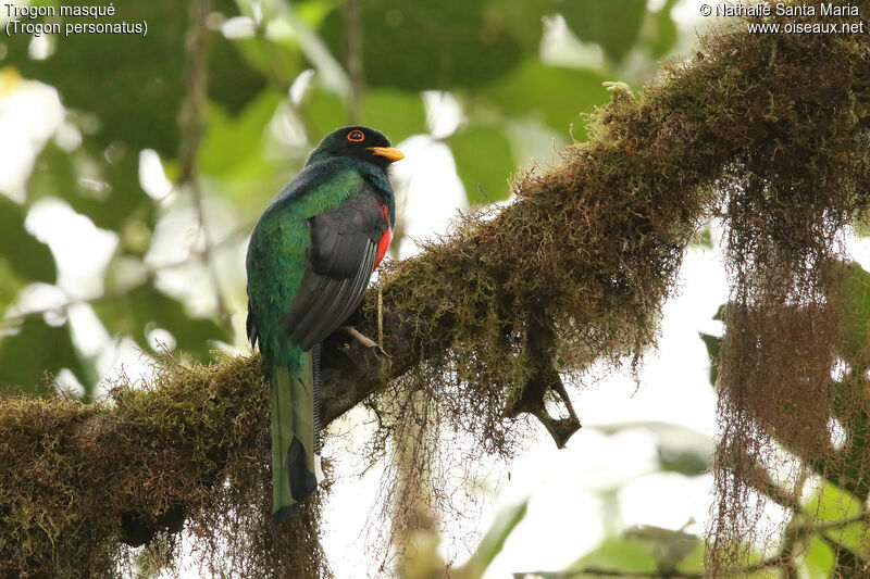 Trogon masqué mâle adulte, identification