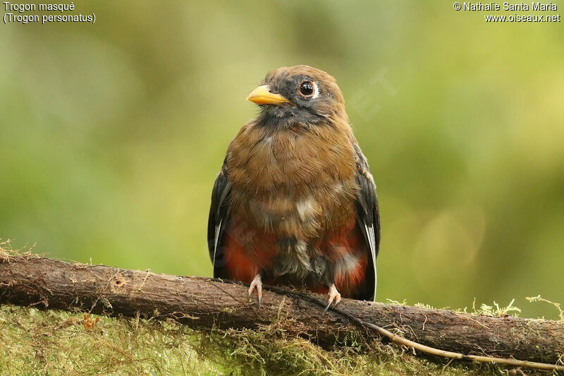 Trogon masquéimmature, identification